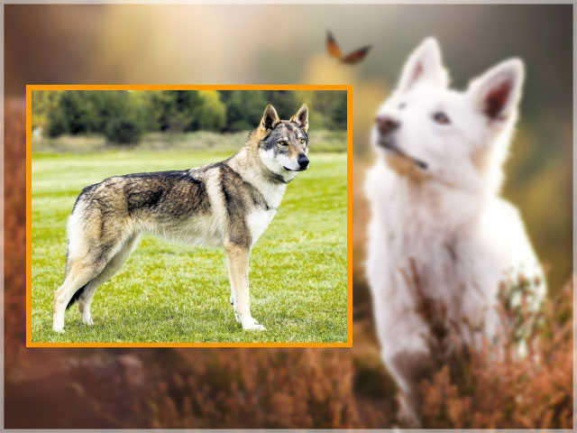 Чехо-словацкая волчья собака